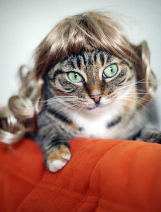 Illustration for article titled Glamorous Cat Wigs